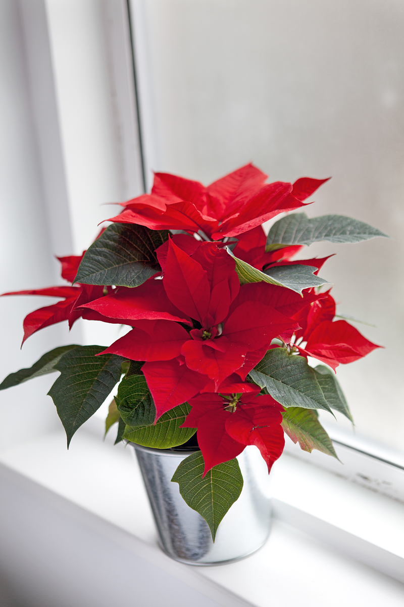 Vánoční hvězda v kovovém květináči umístěná na parapetu s denním světlem.