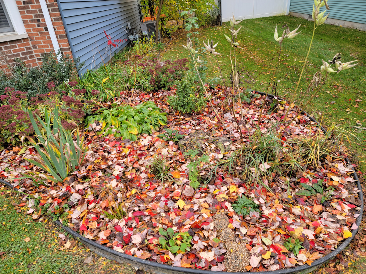zahony zakryte listim ahradní záhon ponechaný s vrstvou listí a suchých rostlin pro zimující hmyz.