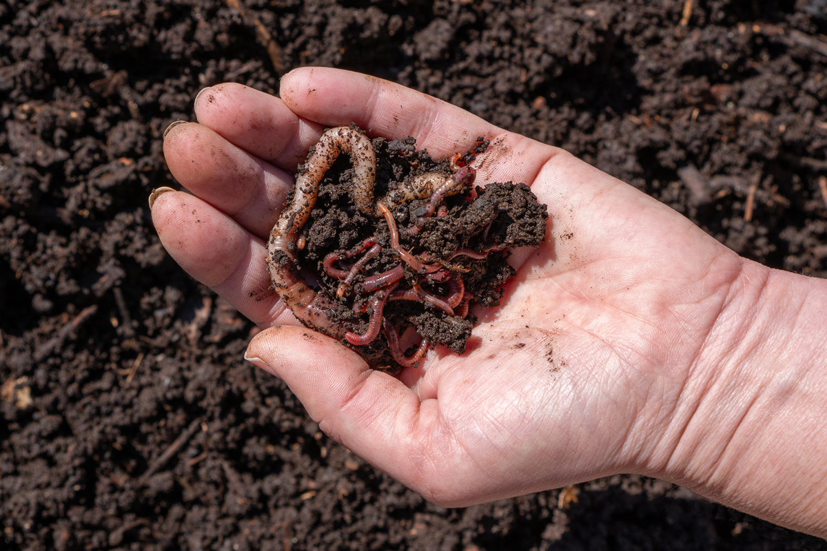 zizaly Detail ruky držící hlínu plnou žížal jako symbol úrodné půdy.