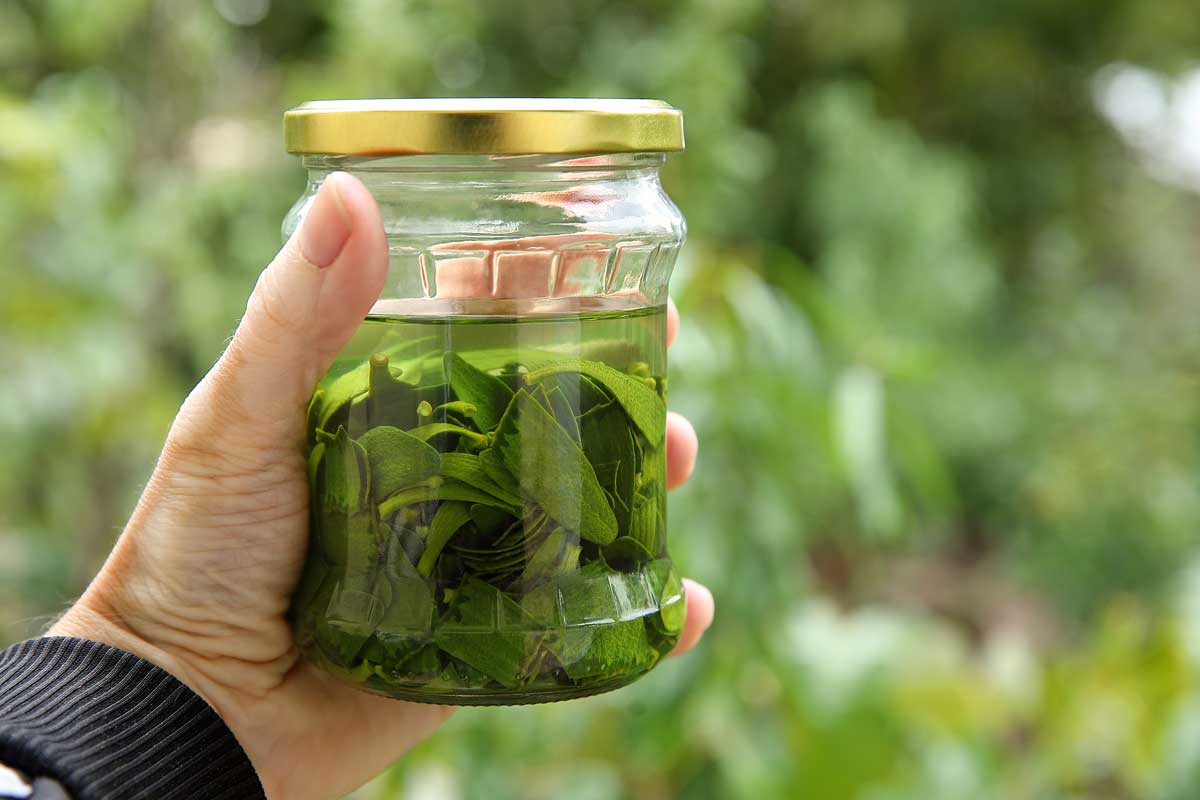 domaci jmeli tinktura