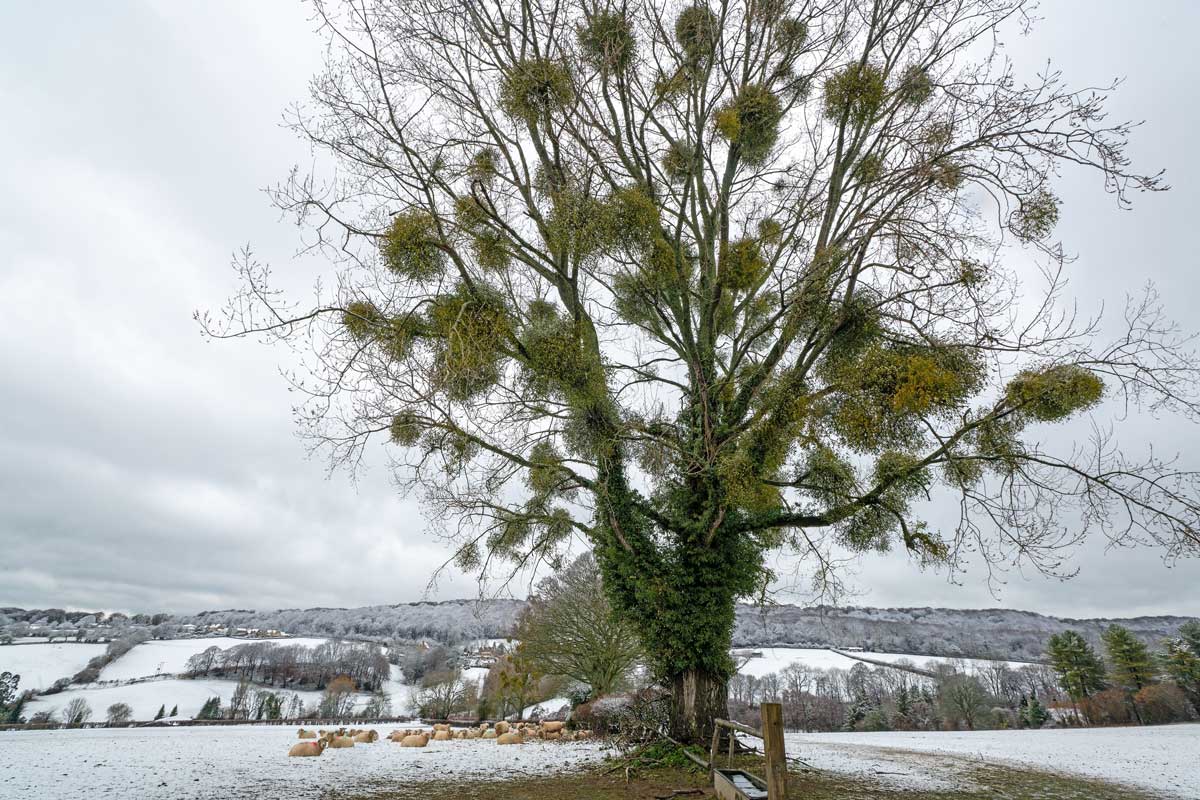 Rozsáhlé chomáče jmelí rostoucí na vysokém listnatém stromě uprostřed zimní zasněžené krajiny.