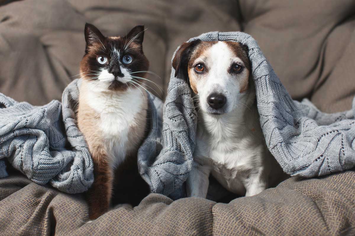 kocka a pes v dece Kočka a pes zachumlaní v dece, protože domácí mazlíčci v zimě vyhledávají teplo a ochranu před chladem.