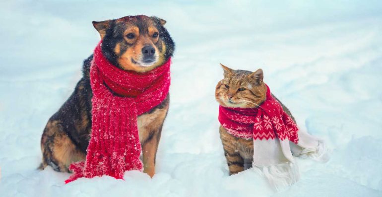 Pelíšek u topení nestačí. Co v zimě trápí kočky a psy nejvíc?