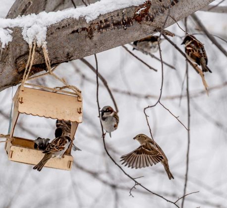 Jednoduché, ale geniální: Takto připravíte krmítko pro ptáky a zachráníte je před chladem