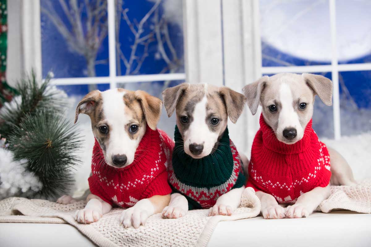 psi v zime Štěňata v teplých zimních svetrech připravená na mrazivé počasí, které malé a krátkosrsté psy rychle prochladí.