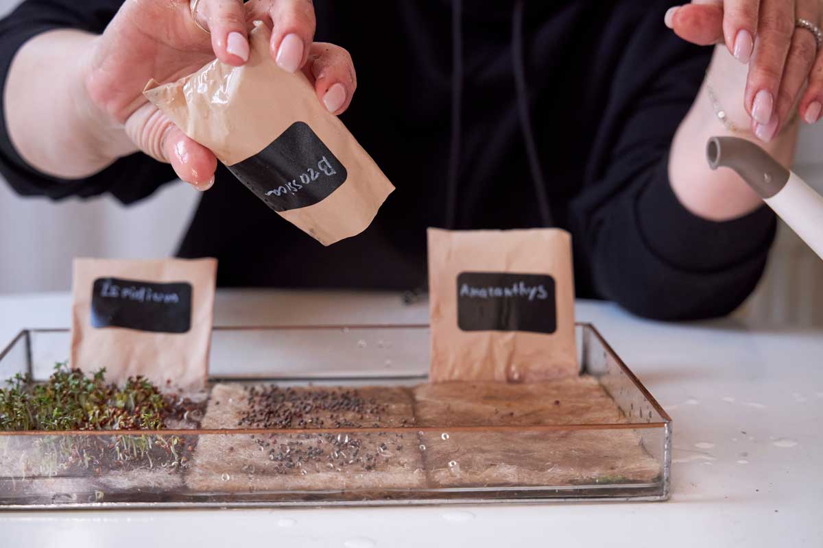 Výsev mikrozeleniny do pěstební misky se semínky a vodou