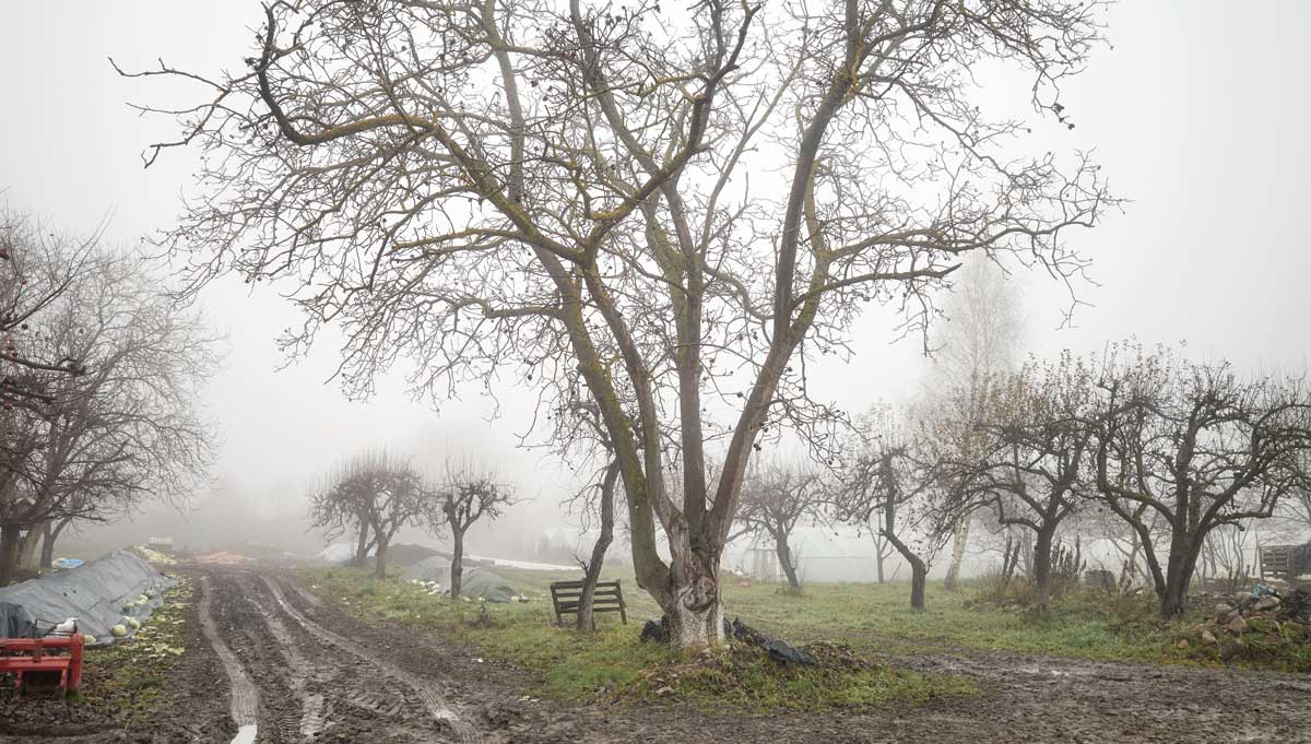 Syrové zimní počasí s mlhou, blátem a holými stromy na venkovské cestě