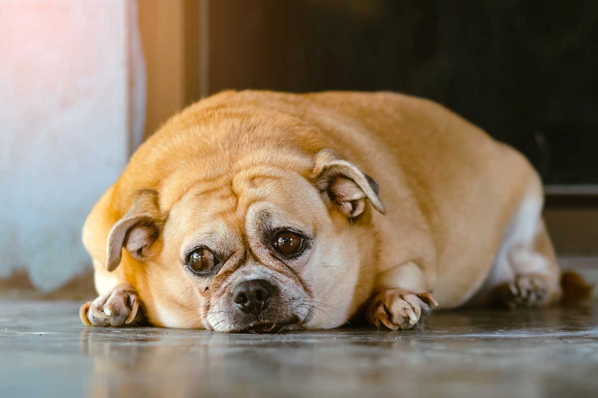 Obezní pes ležící na podlaze s výrazem únavy a smutku