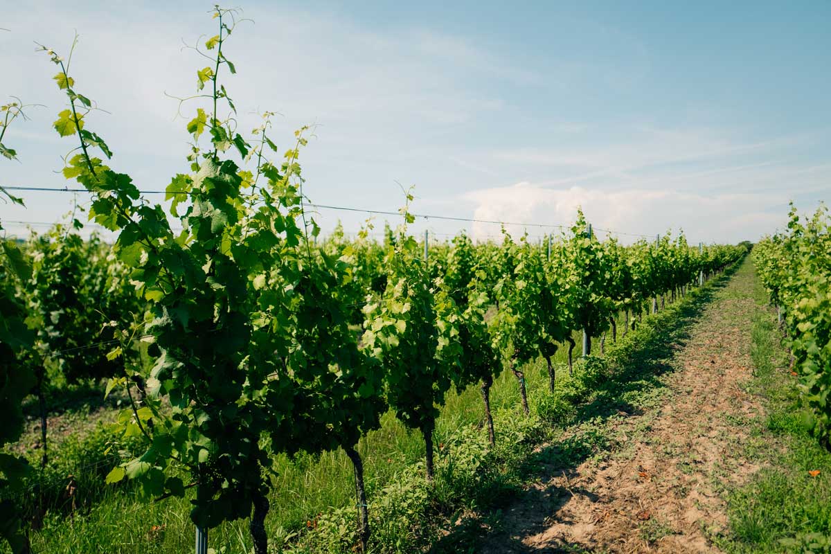 Vinařský boom v jižních Čechách: nové vinice, rekordní úroda a odrůdy, které tu dřív neměly šanci