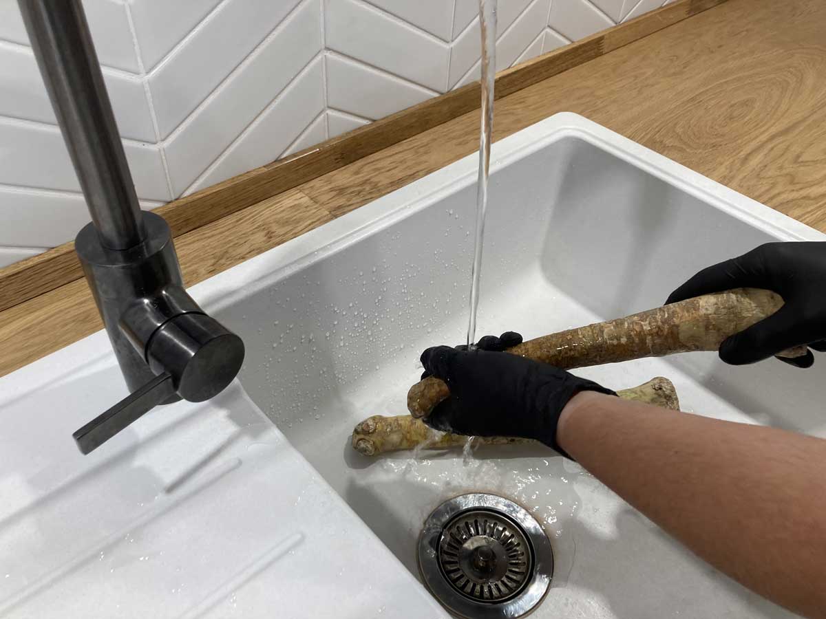 Mytí čerstvě vykopaného křenu pod tekoucí vodou jako první krok před zpracováním.