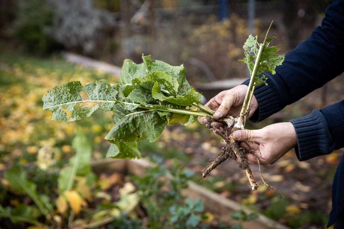 Odebírání kořenových řízků křenu při přesazování rostliny