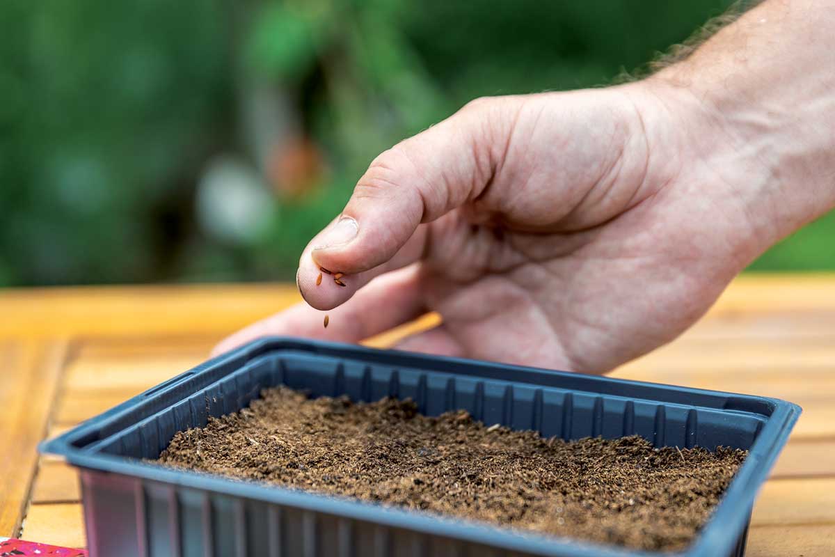 2 vysev muskaty pochyba 1Z2A4159