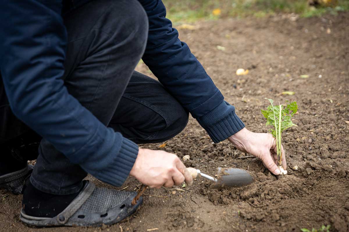 Výsadba kořenového řízku křenu do připravené půdy