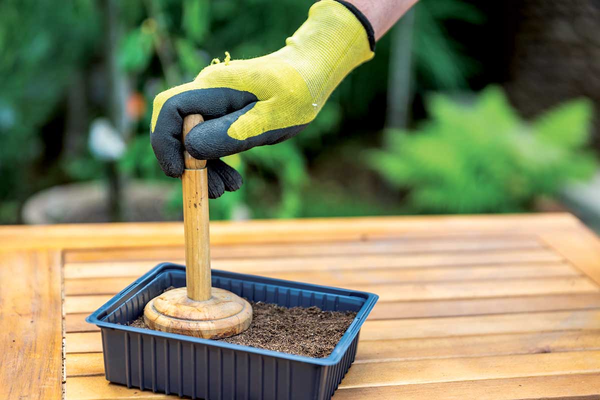 3 vysev muskaty pochyba 1Z2A4167