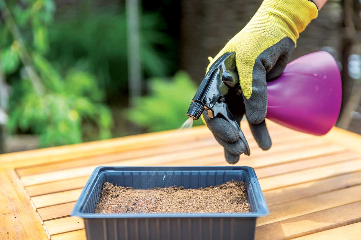 4 vysev muskaty pochyba 1Z2A4199