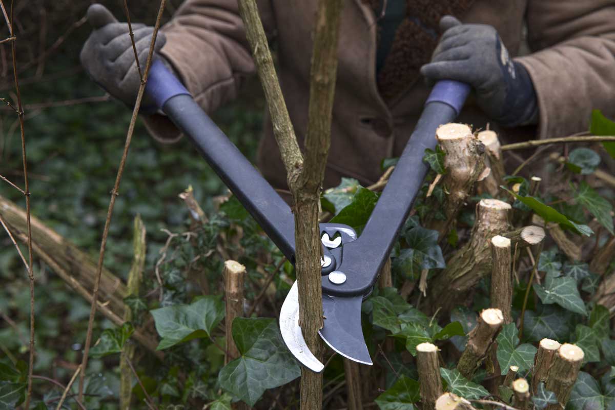 U přerostlých stromů a keřů je někdy nutné provést razantnější řez, který podpoří tvorbu nových výhonů.