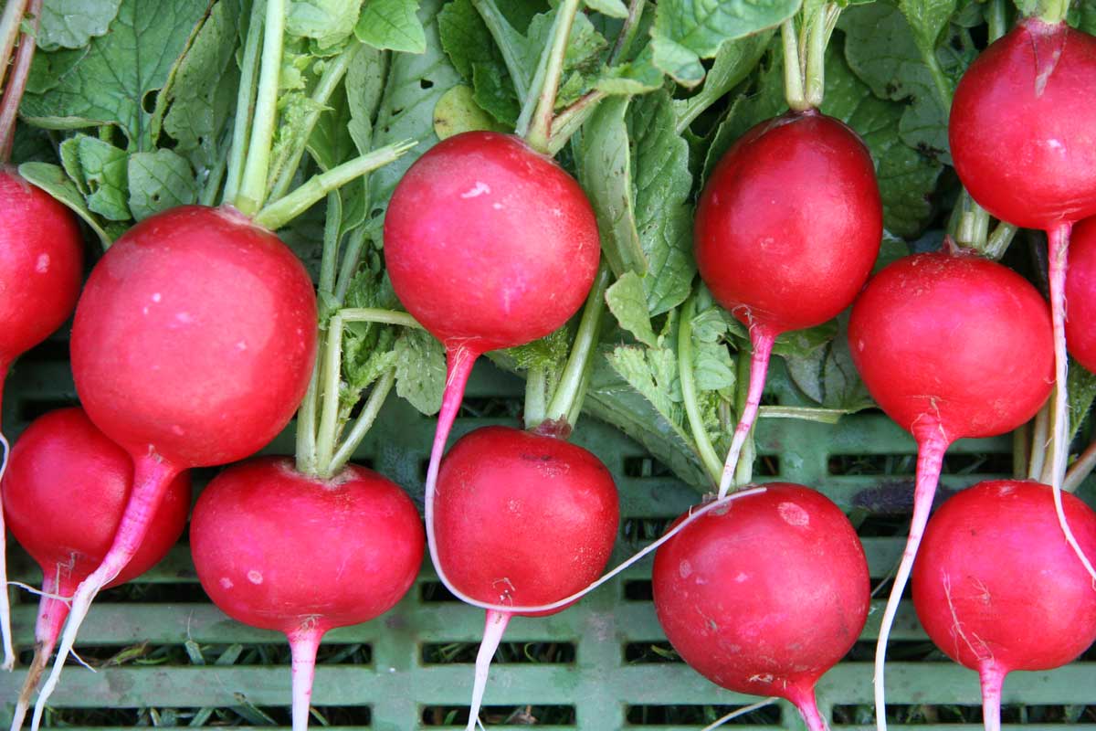 TERCIA 014 TERCIA 014