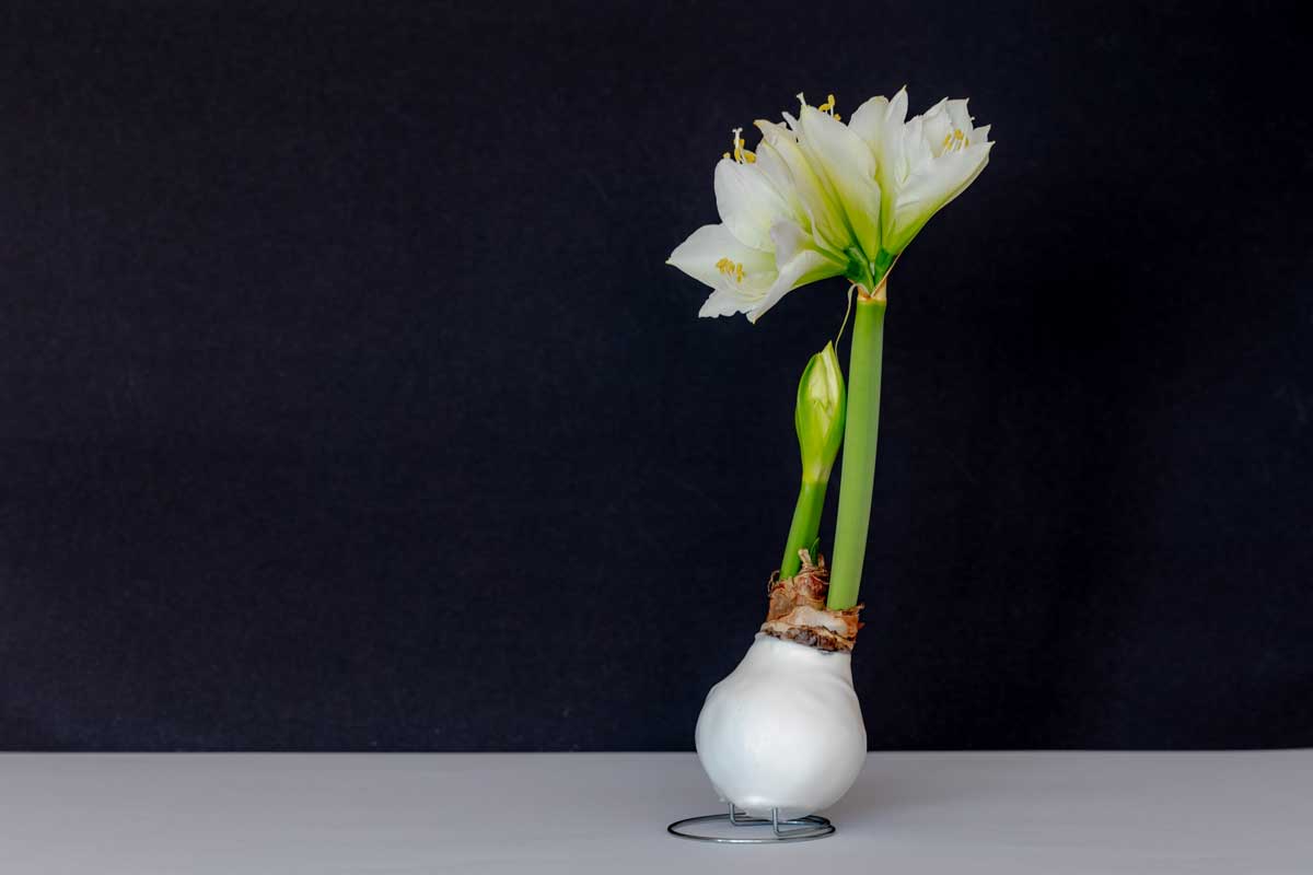 Amarylis ve vosku jako dekorativní pokojová rostlina během kvetení