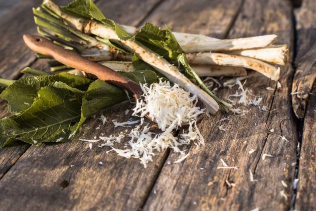 Pálivý, zdravý a neústupný. Vše, co potřebujete vědět o pěstování křenu