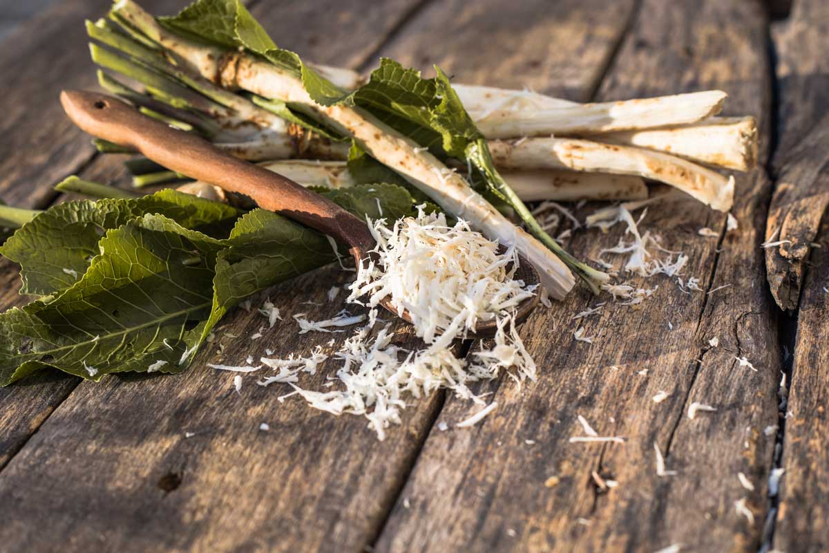 Pálivý, zdravý a neústupný. Vše, co potřebujete vědět o pěstování křenu