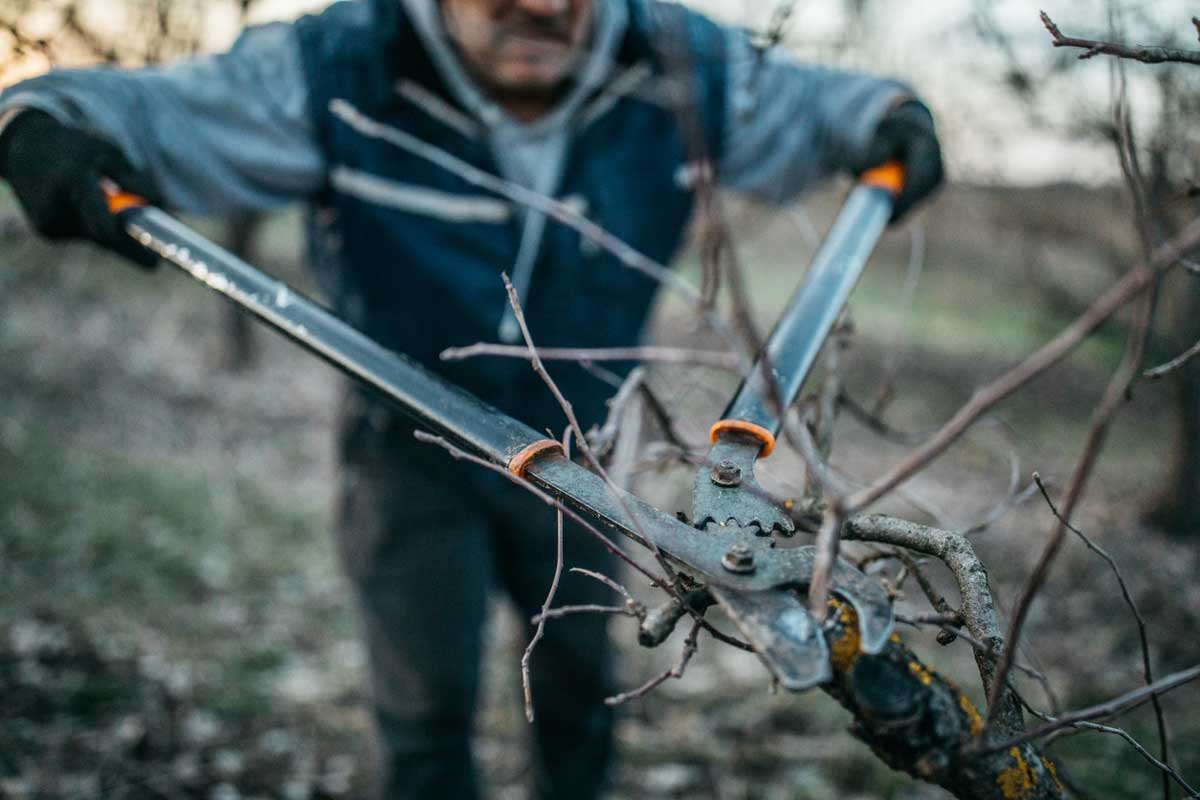 Řez silnějších větví pomocí pákových nůžek je součástí zmlazovacího řezu zanedbaných dřevin na konci zimy.