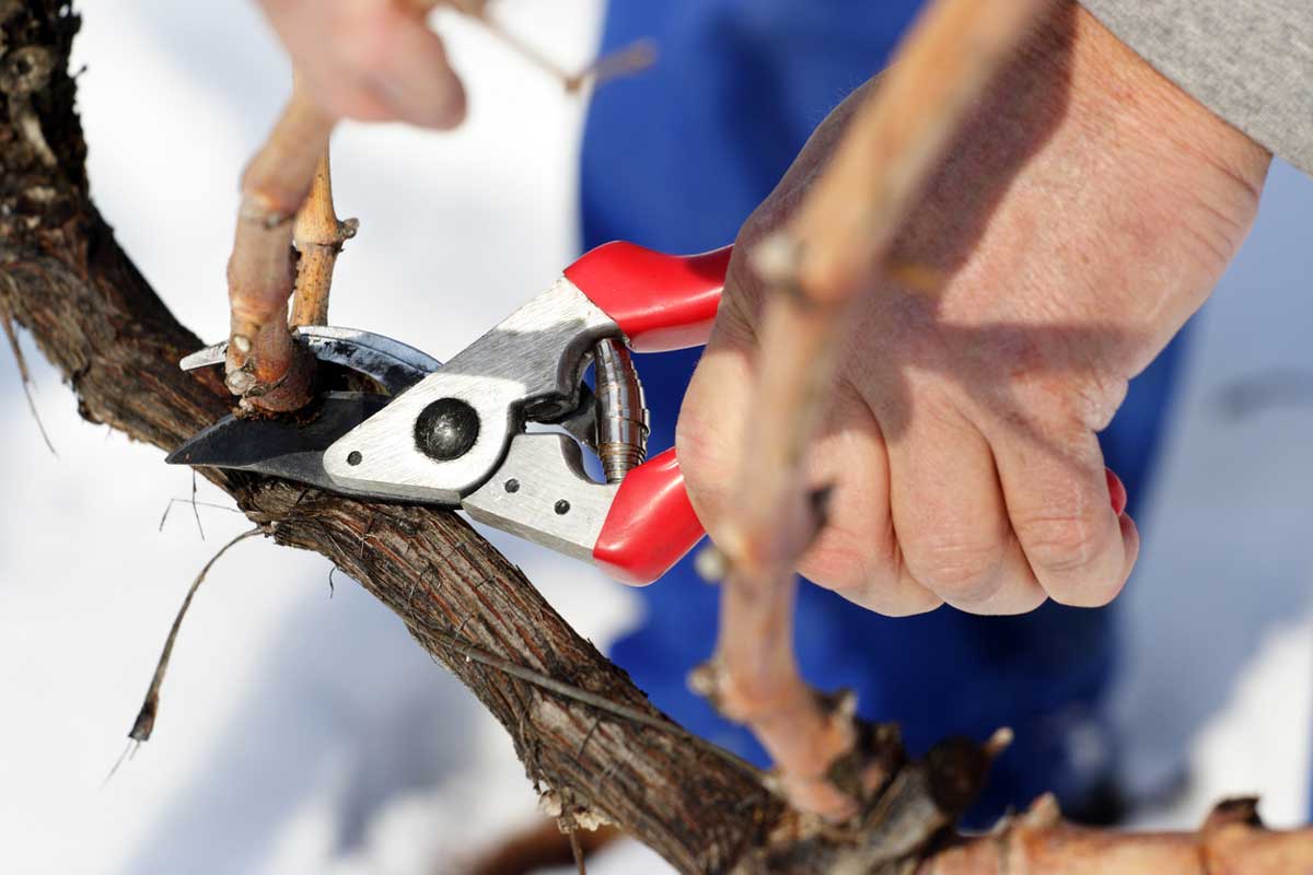 Zimní řez stromů a keřů: Kdy, jak a proč ho nepodcenit
