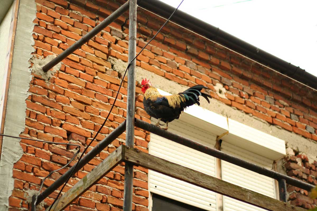 Kohout stojící na balkonovém zábradlí ilustruje problematiku chovu drůbeže v městském prostředí a riziko hluku pro sousedy.
