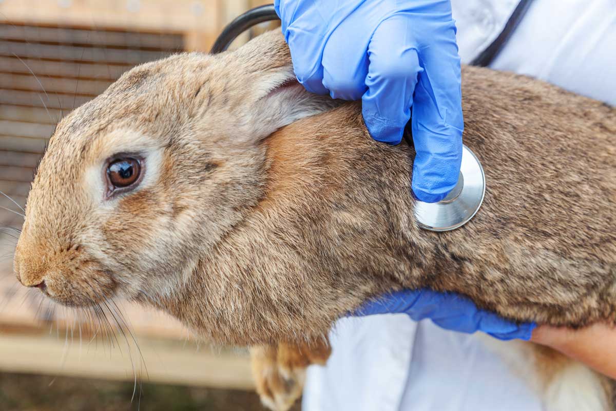 Veterinář kontroluje zdravotní stav králíka při preventivním vyšetření