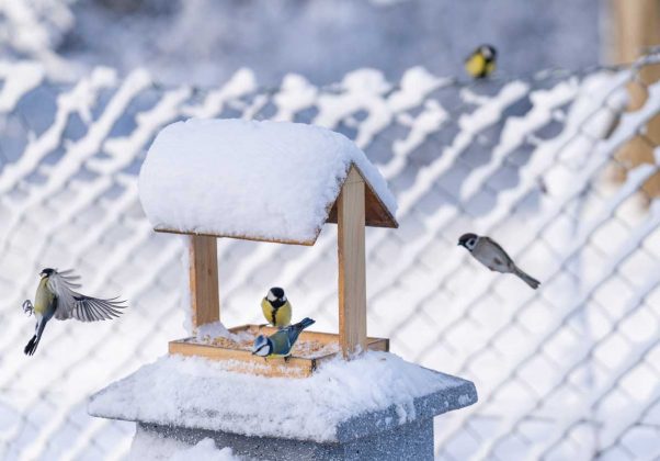 Zimní bufet pro ptáky. Jak málo stačí a přilákáte život do zahrady i v mrazivých dnech