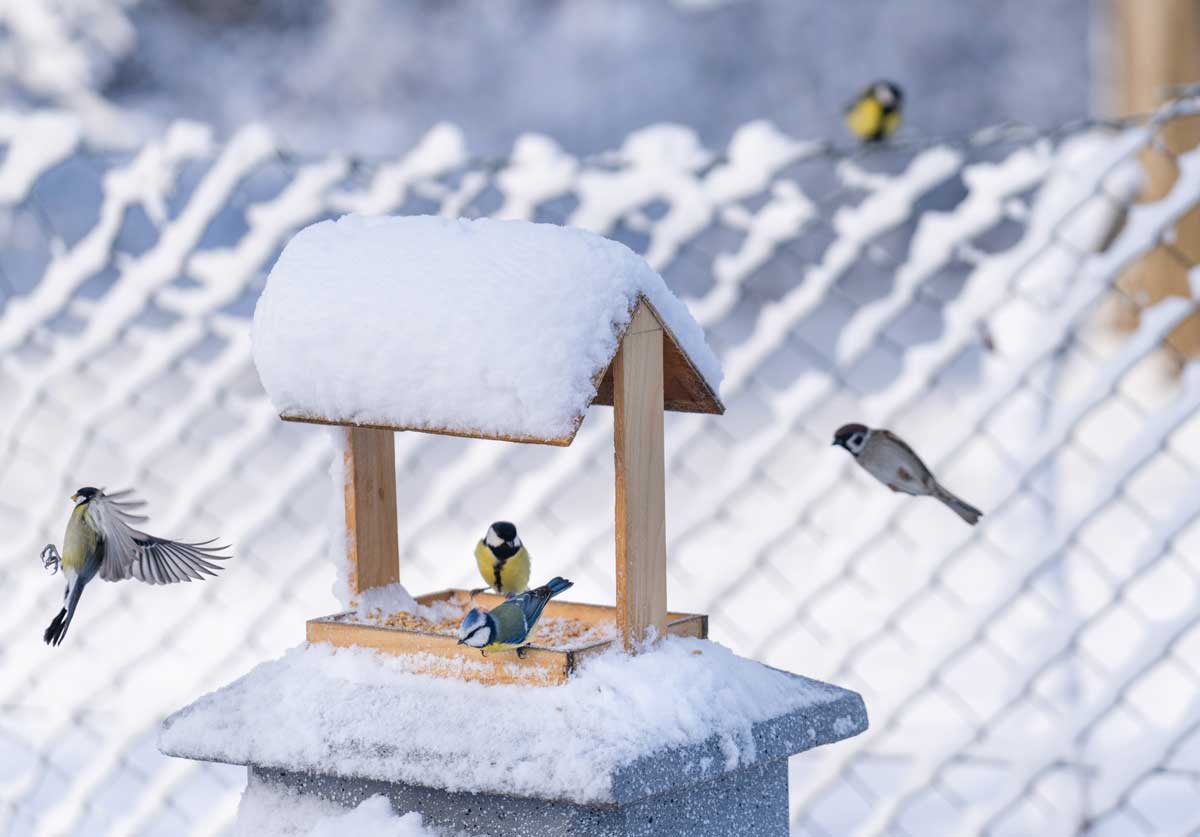 Zimní bufet pro ptáky. Jak málo stačí a přilákáte život do zahrady i v mrazivých dnech