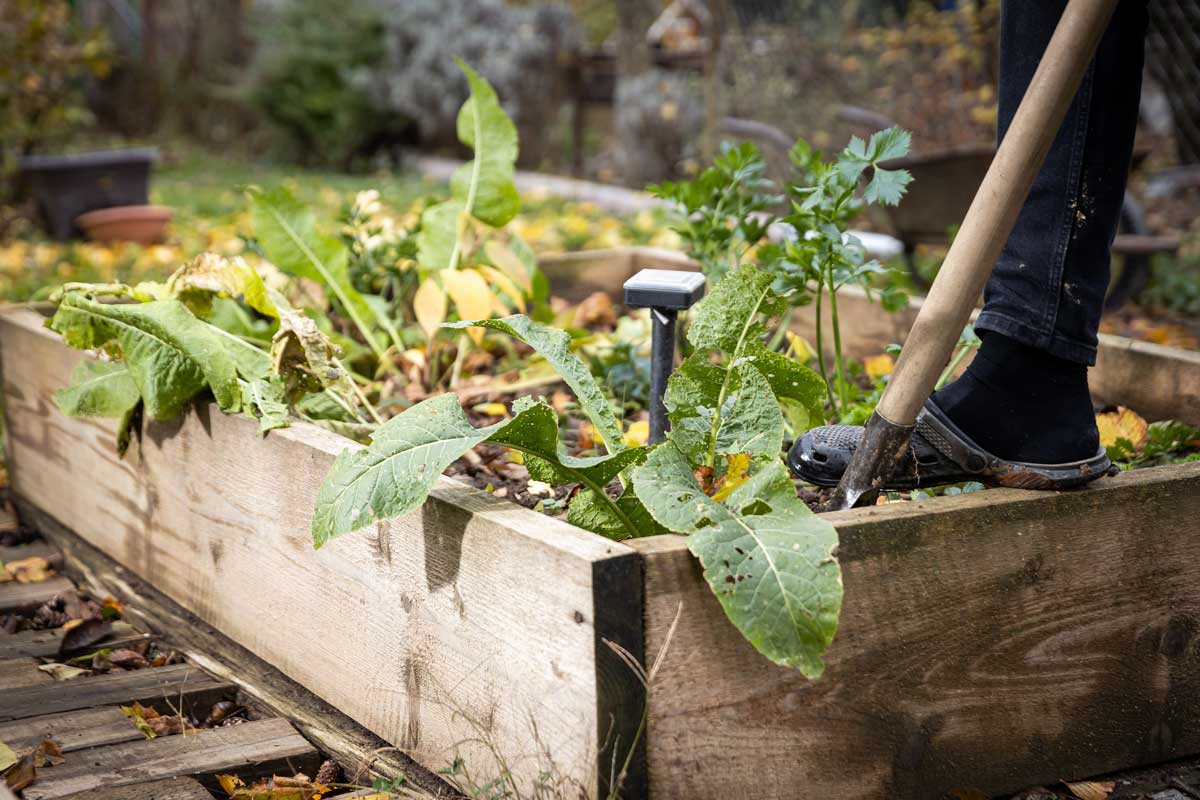 Křen pěstovaný ve vyvýšeném záhonu, který je potřeba kvůli rozrůstání pravidelně hlídat