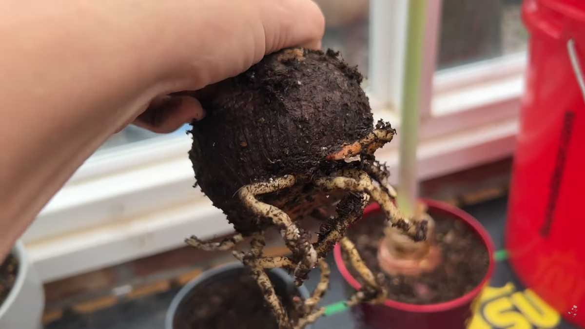 Nové kořeny amarylisu vyrůstající ze zachráněné cibule