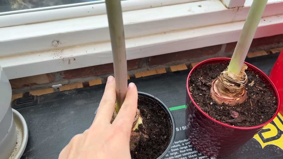 Suchý květní stonek je vhodné po odkvětu odstranit.