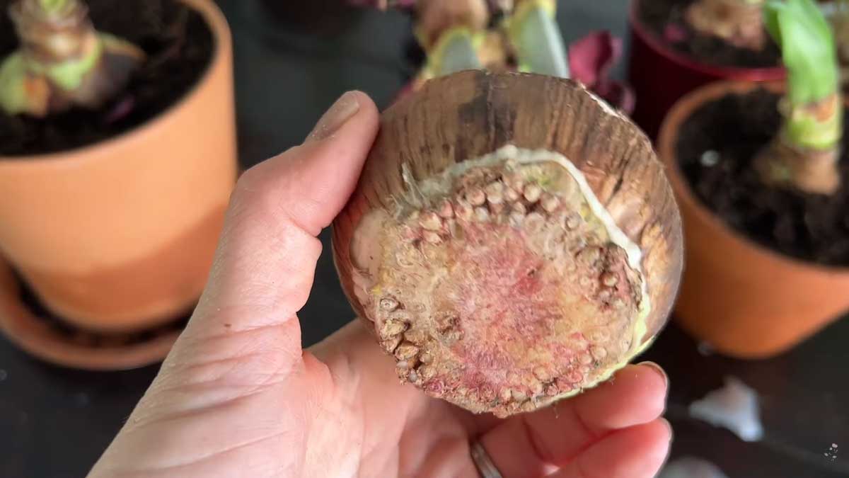 Cibule amarylisu po odstranění vosku se spodní částí připravenou k zakořenění