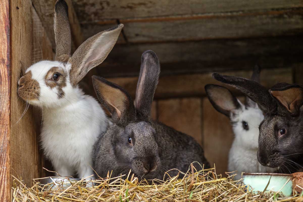 Králíci odpočívají na suché slámové podestýlce v dřevěné králikárně