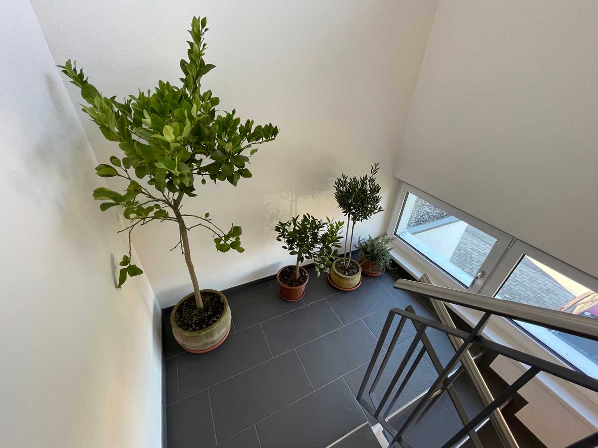 Rostliny v zimě potřebují klid. Jak vytvořit koutek pro přezimování i v malém bytě