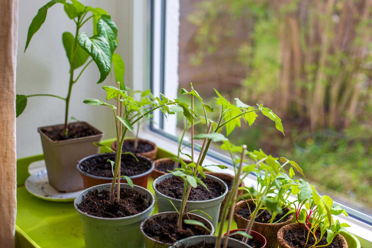 Raný výsev paprik a dalších teplomilných plodin na okenním parapetu v bytě během zimních měsíců.