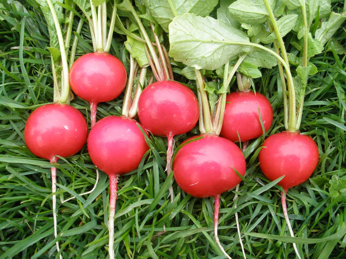 Ředkvičky bez čekání: Jak je vysít už v únoru a sklízet za pár týdnů i doma