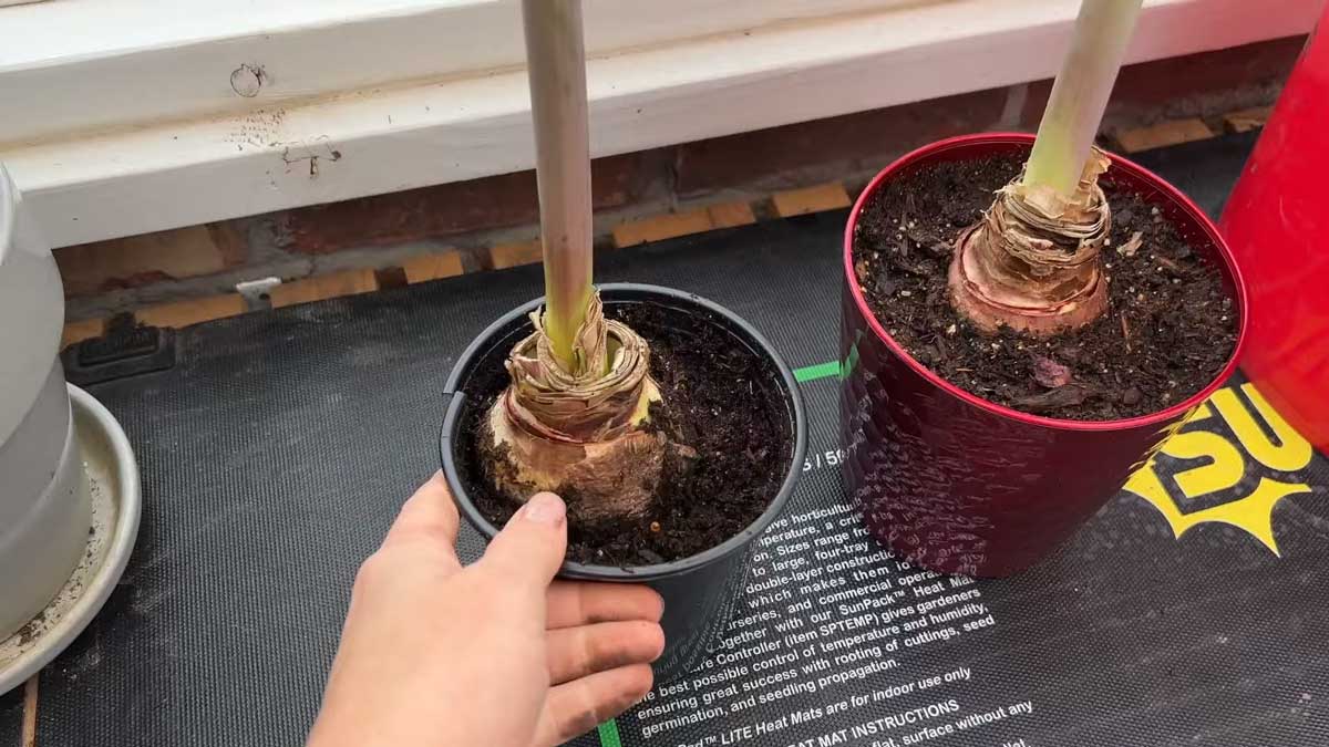 Zasazení cibule amarylisu do květináče s propustným substrátem