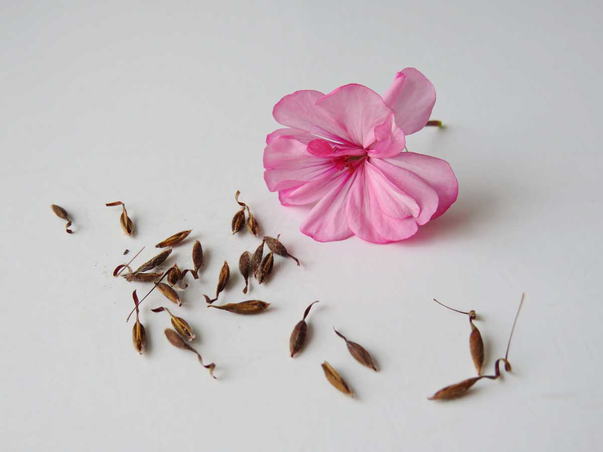 Zralá semena muškátů se sbírají po odkvětu a slouží k dalšímu výsevu.