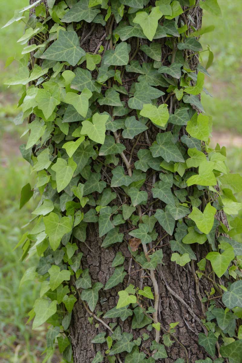 Břečťan popínající se po kmeni stromu je příkladem popínavé dřeviny, která může bez pravidelného řezu způsobovat přehuštění a oslabovat hostitelskou rostlinu.