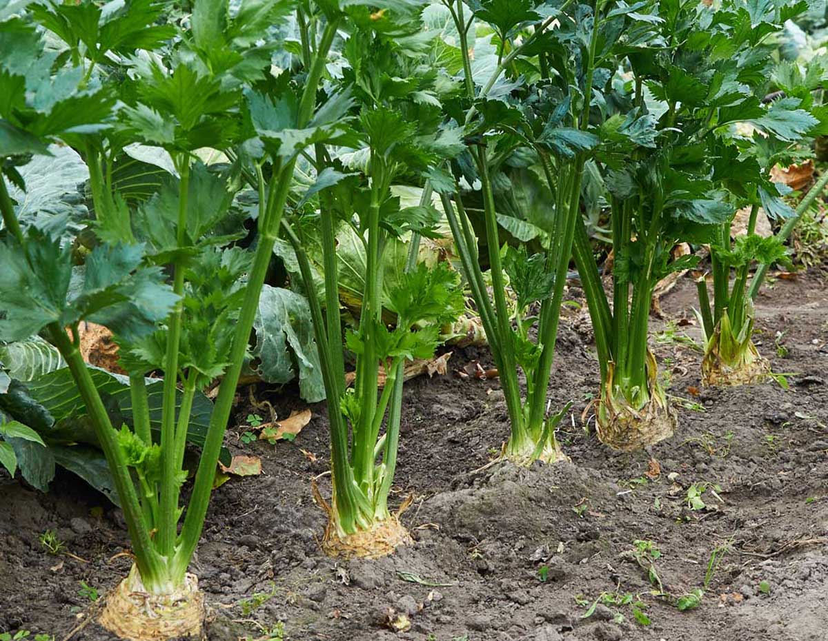 S předpěstováním celeru neotálejte. Jak na to správně, abyste z něj vytěžili maximum