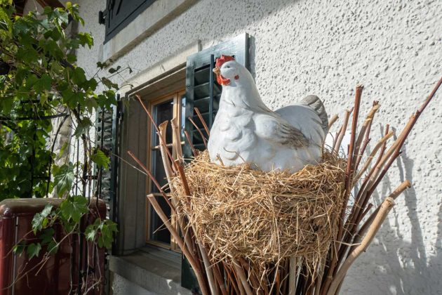Vlastní vejce z paneláku? Geniální způsob, jak ušetřit, nebo nejrychlejší cesta k totální válce se sousedy
