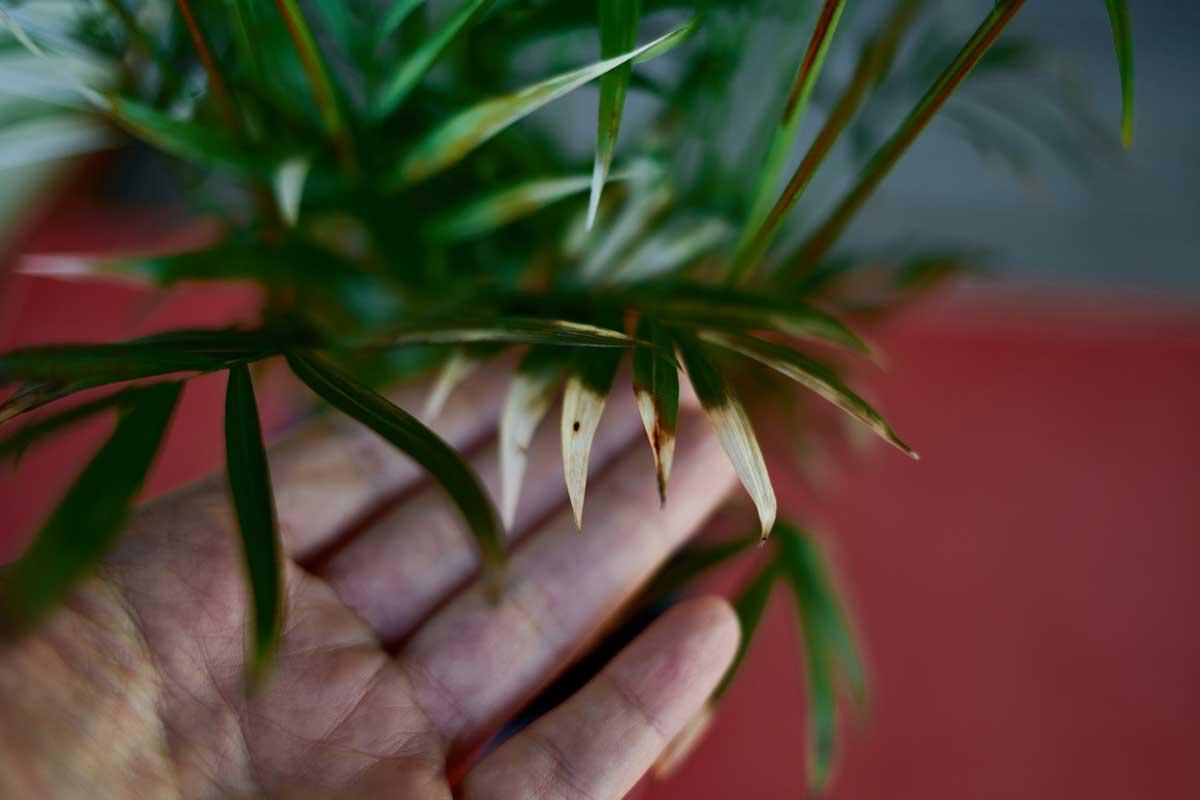 suche konecky listu Suché a hnědé konečky listů pokojových rostlin jako znak nízké vlhkosti vzduchu