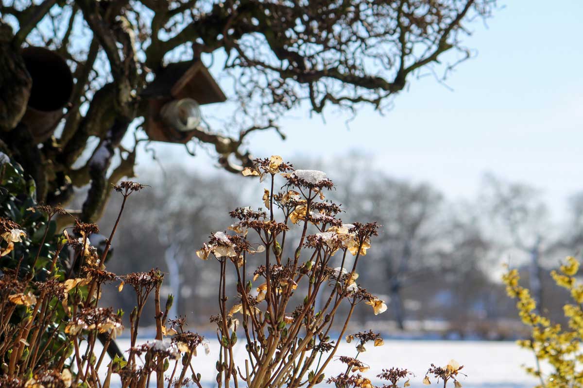 Lunární kalendář pro zahrádkáře: únor 2026 den po dni