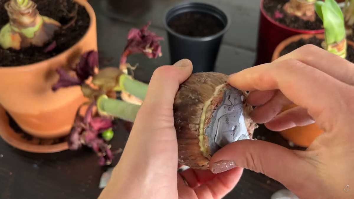 Úplné odstranění voskové vrstvy z cibule amarylisu