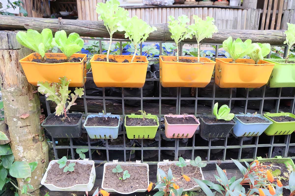 vertikalni pestovani nejen na balkone Vertikální pěstování zeleniny v truhlících upevněných na konstrukci vhodné pro balkon i zahradu.