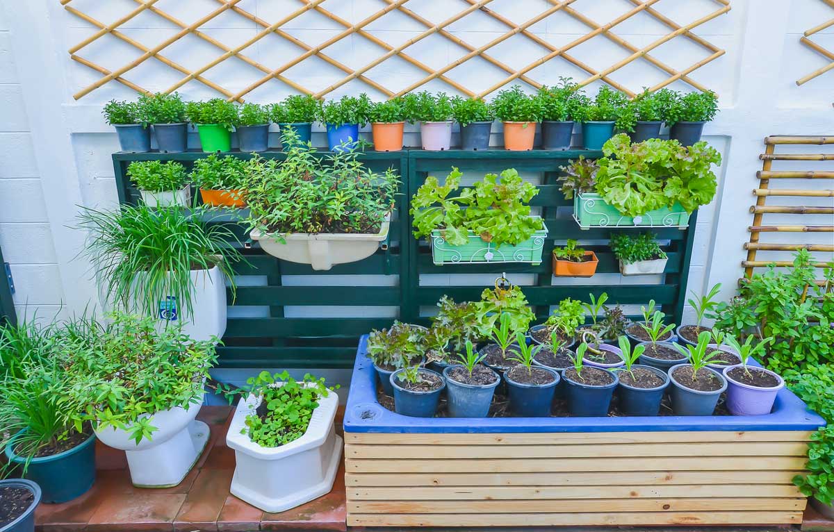 Jak sklidit kila rajčat na 1 m² balkonu? Vertikální pěstování je víc než jen trend