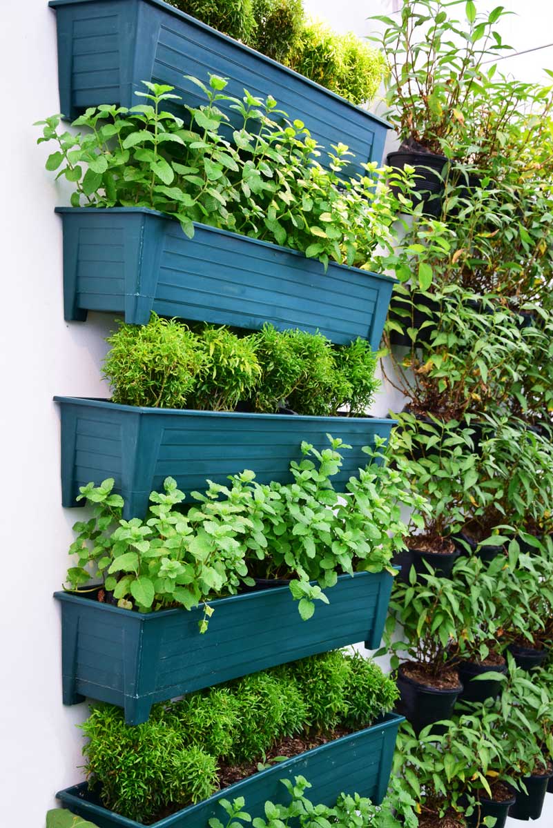vertikalni zahrada bylniky Vertikální pěstování bylinek v závěsných truhlících na stěně vhodné pro balkon nebo terasu.