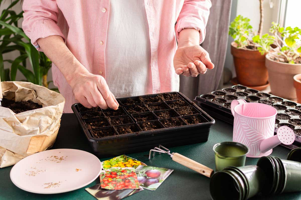 Výsev semen paprik do sadbovače při domácím předpěstování zeleniny v zimním období.